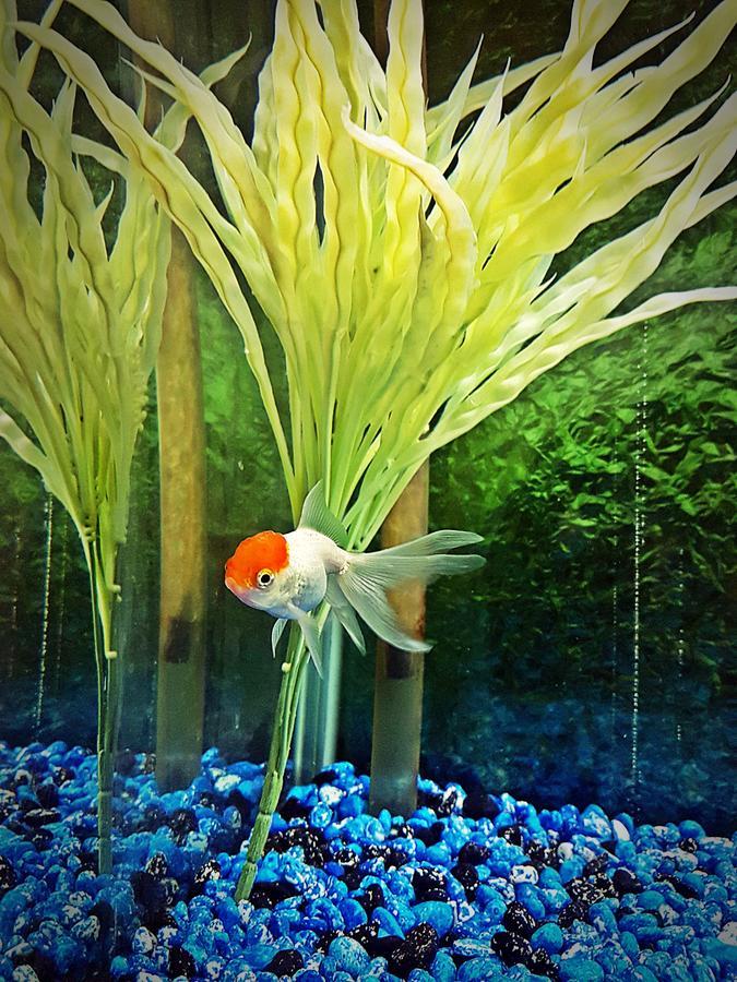 Aquarium Hotel Riyadh Luaran gambar